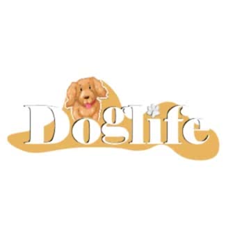 Toy Poodle-Zekası ve Zarafetiyle Göz Kamaştıran Dostunuz