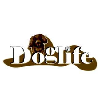 Maltipoo-Sevecen ve Neşeli Bir Dost Arayanlar İçin Mükemmel Seçim