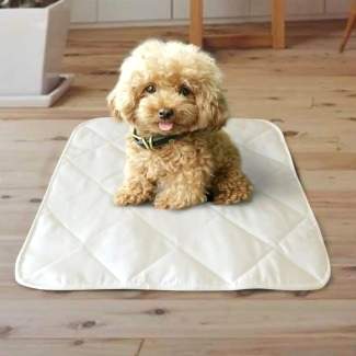 Yavru Köpeklerde Çiş Eğitimi