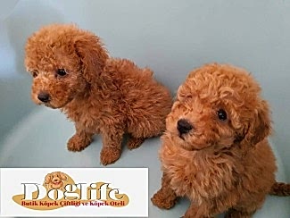 Toy Poodle Hakkında - Merak Edilen Soru ve Cevaplar