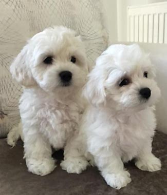 Maltese Terrier Eğitimi – Bakımı ve Özellikleri-Merak Edilen Soru ve Cevapları