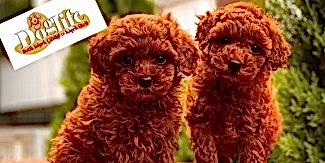 Toy Poodle Eğitimi