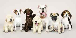 En Güzel Dişi ve Erkek Köpek İsimleri (Geniş Liste)