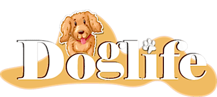 Tarım Orman Bakanlığı Ruhsatlı Köpek Üretim Çiftliği - Toy Poodle-Maltipoo-Maltese Yavrular